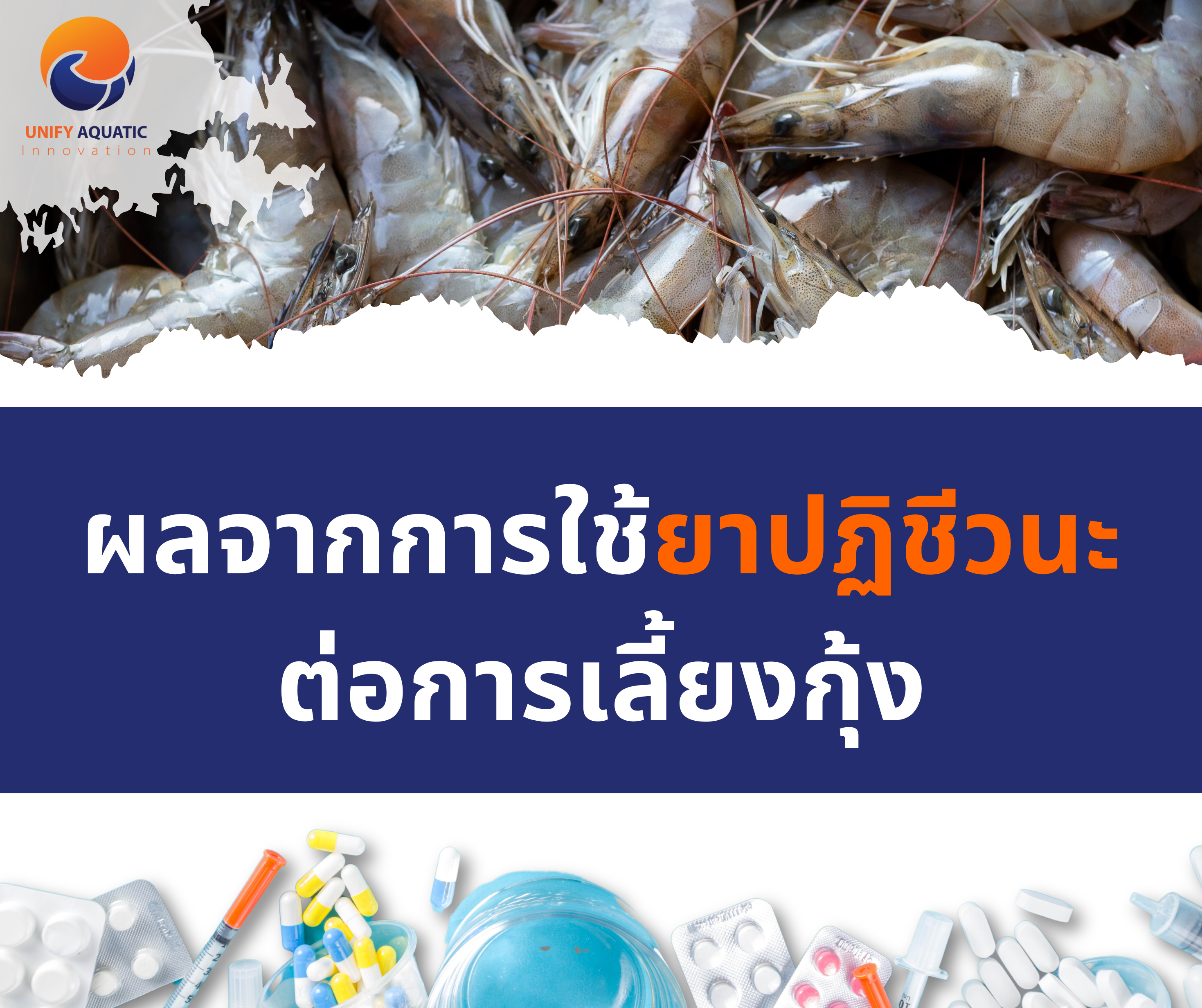 ผลจากการใช้ยาปฏิชีวนะต่อการเลี้ยงกุ้ง